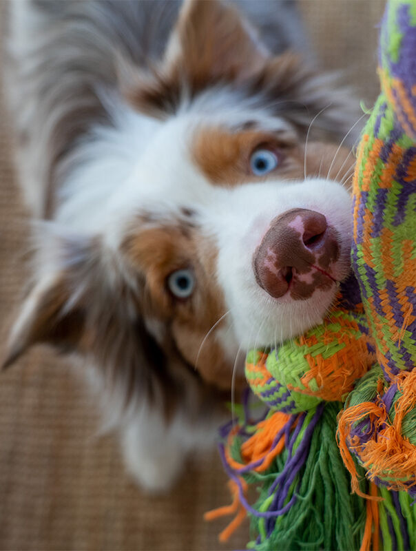dog with rope toy in mouth dog with rope toy in mouth